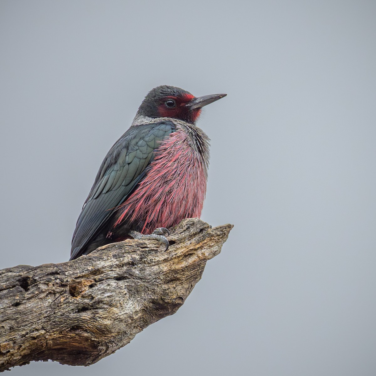 Lewis's Woodpecker - ML611285784