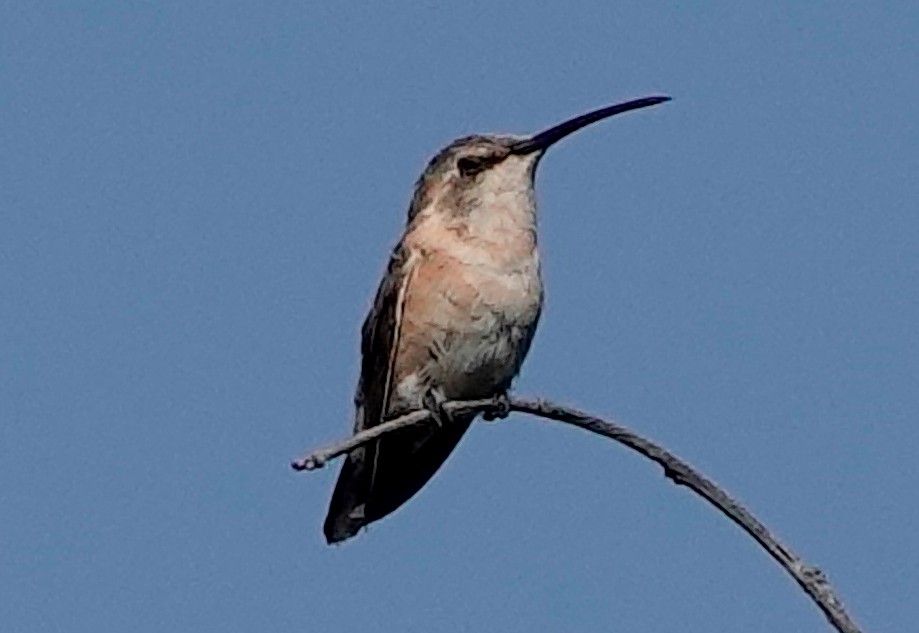 Beautiful Hummingbird - Lindsey Schromen-Wawrin