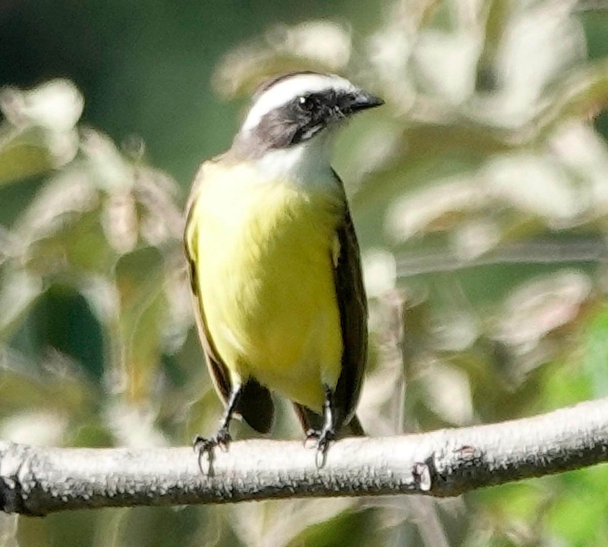 Social Flycatcher - ML611285944