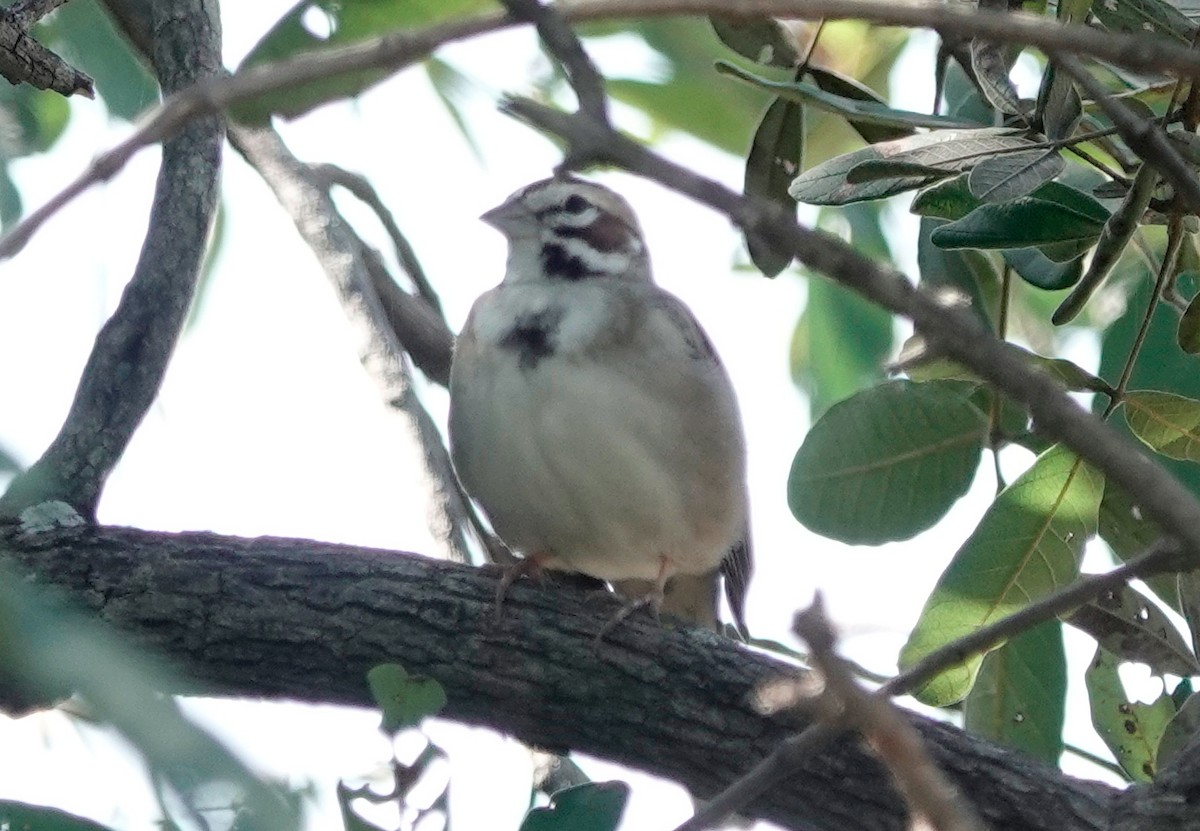 Lark Sparrow - ML611285974