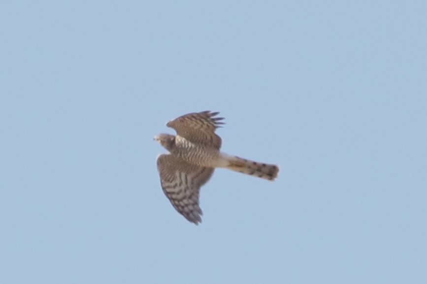 Eurasian Sparrowhawk - ML611285976