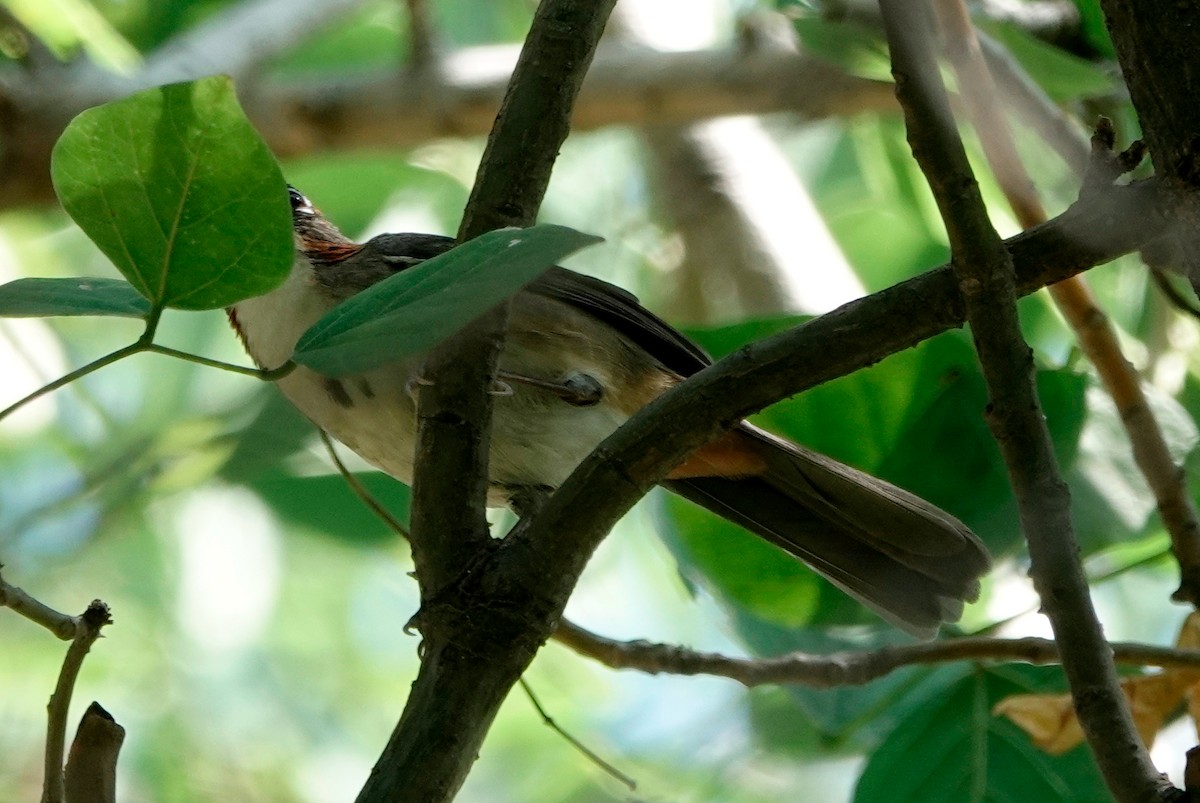 Rusty-crowned Ground-Sparrow - ML611285977