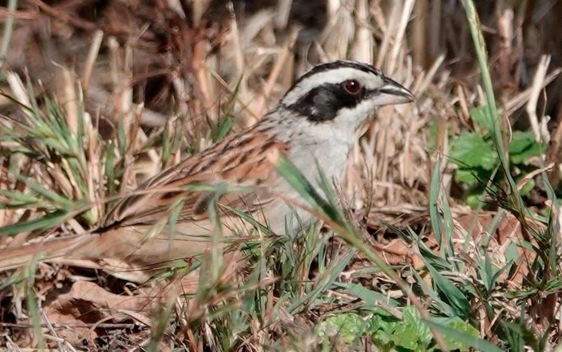 Stripe-headed Sparrow - ML611286002