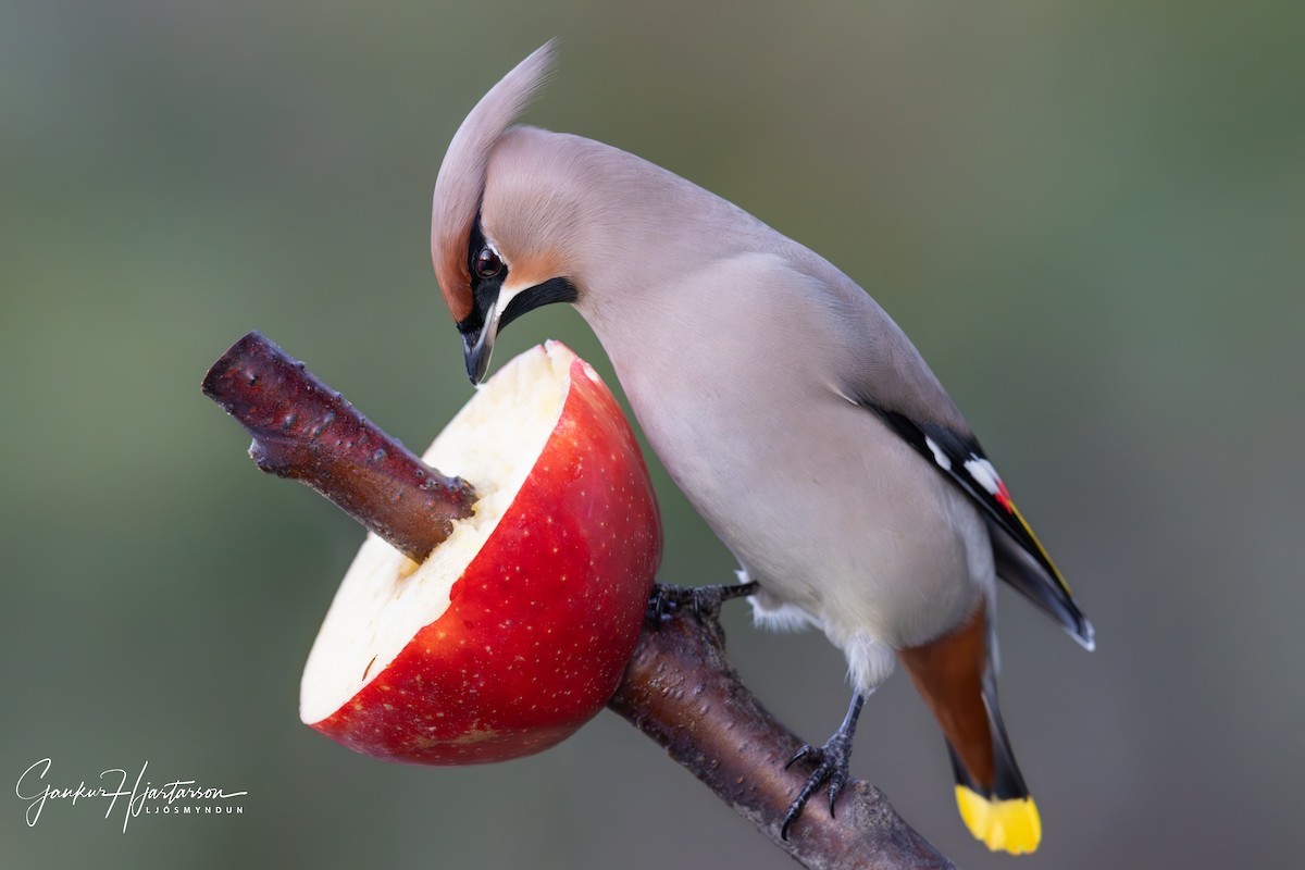 Bohemian Waxwing - ML611286012