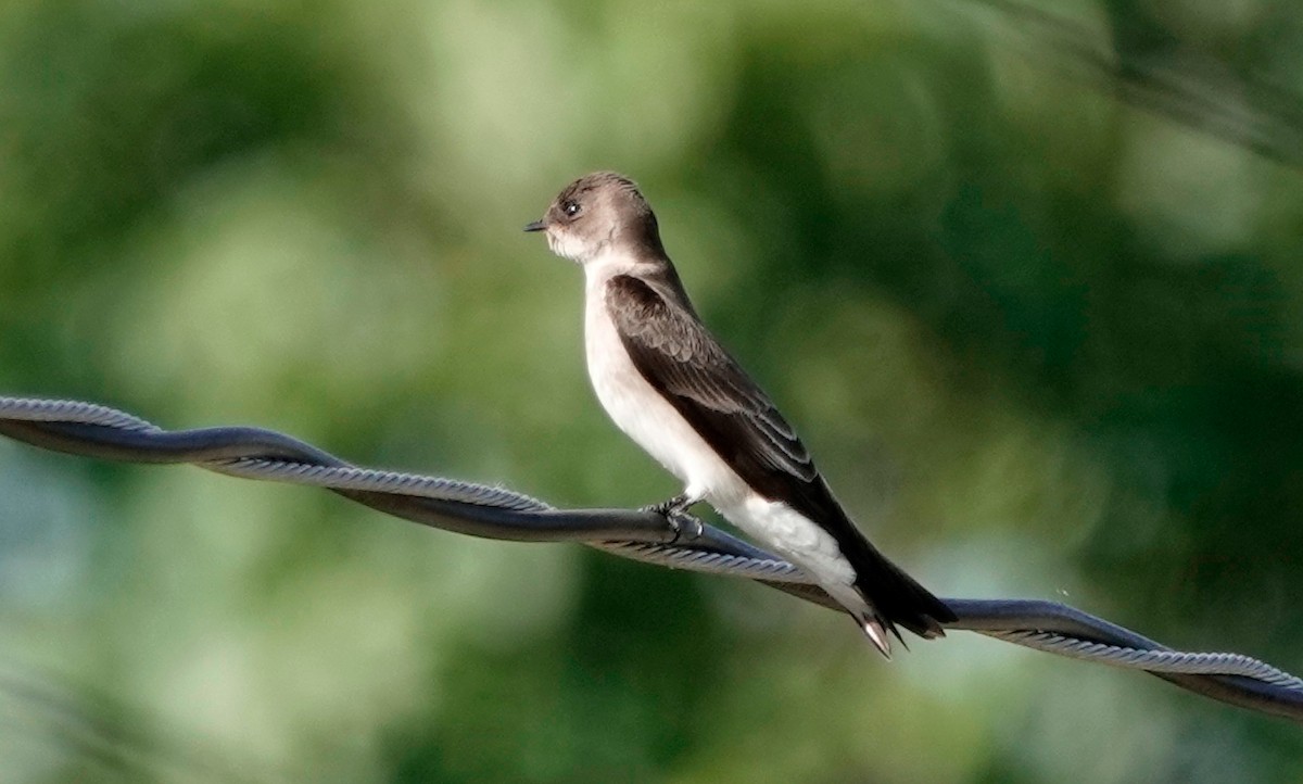 Northern Rough-winged Swallow - ML611286018