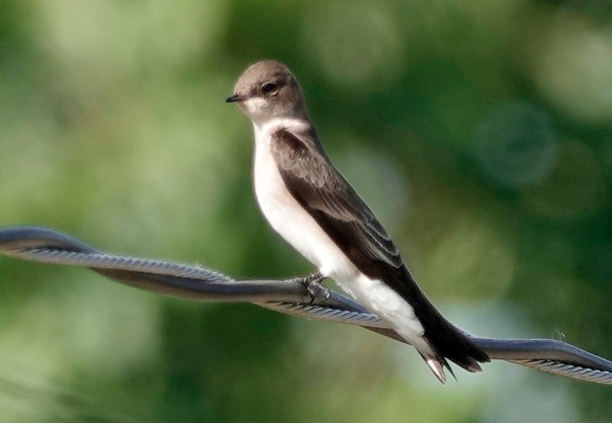 Northern Rough-winged Swallow - ML611286019