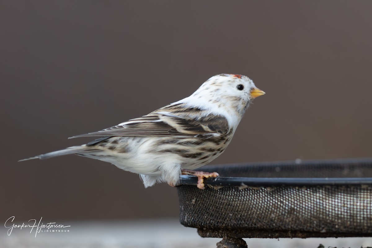 Common Redpoll - ML611286022