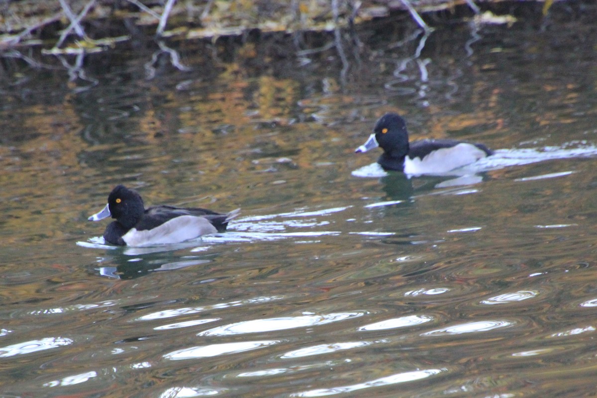 Ring-necked Duck - ML611286044