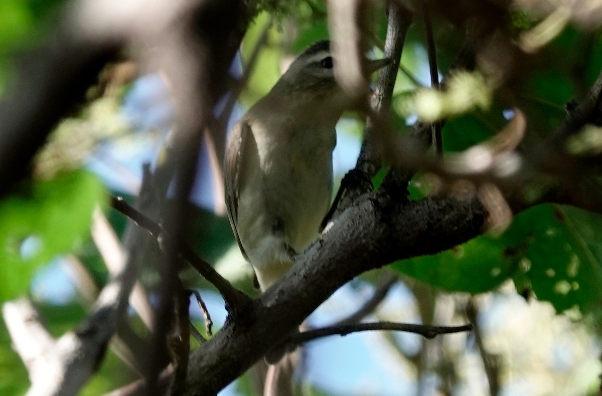 Warbling Vireo - ML611286054