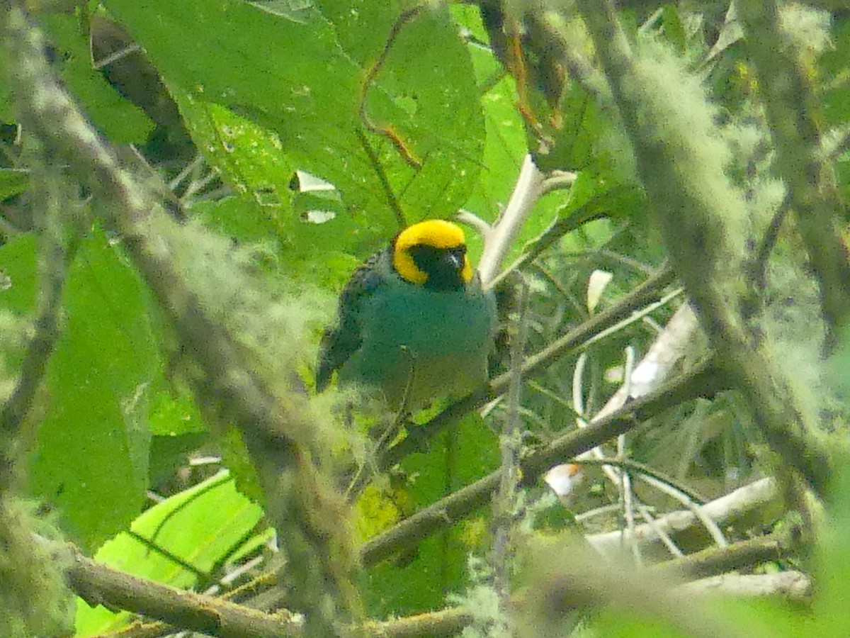 Saffron-crowned Tanager - ML611286055