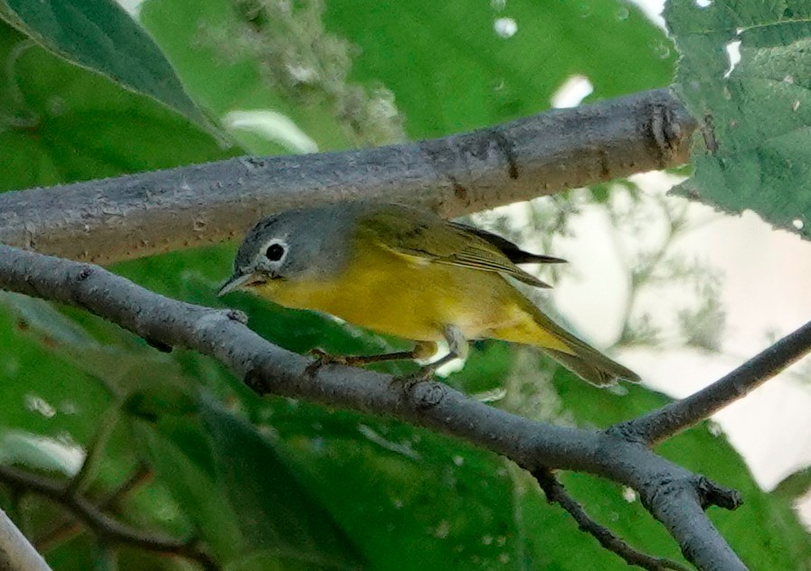 Nashville Warbler - ML611286069