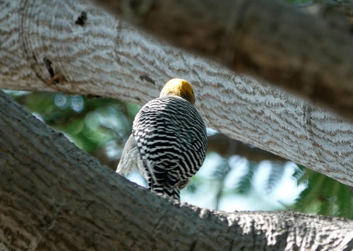 Golden-cheeked Woodpecker - ML611286095