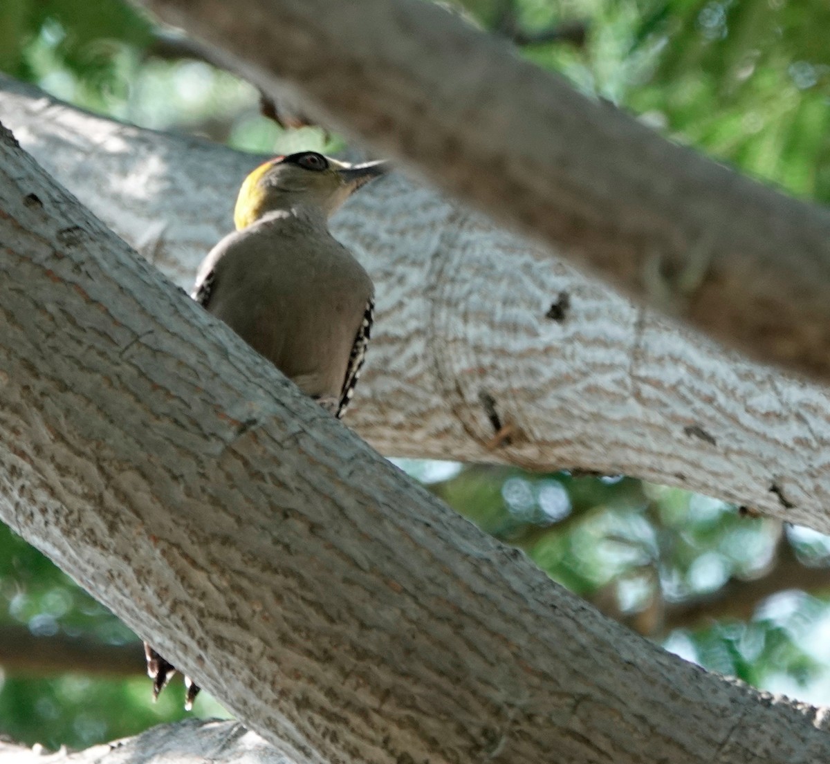 Golden-cheeked Woodpecker - ML611286096