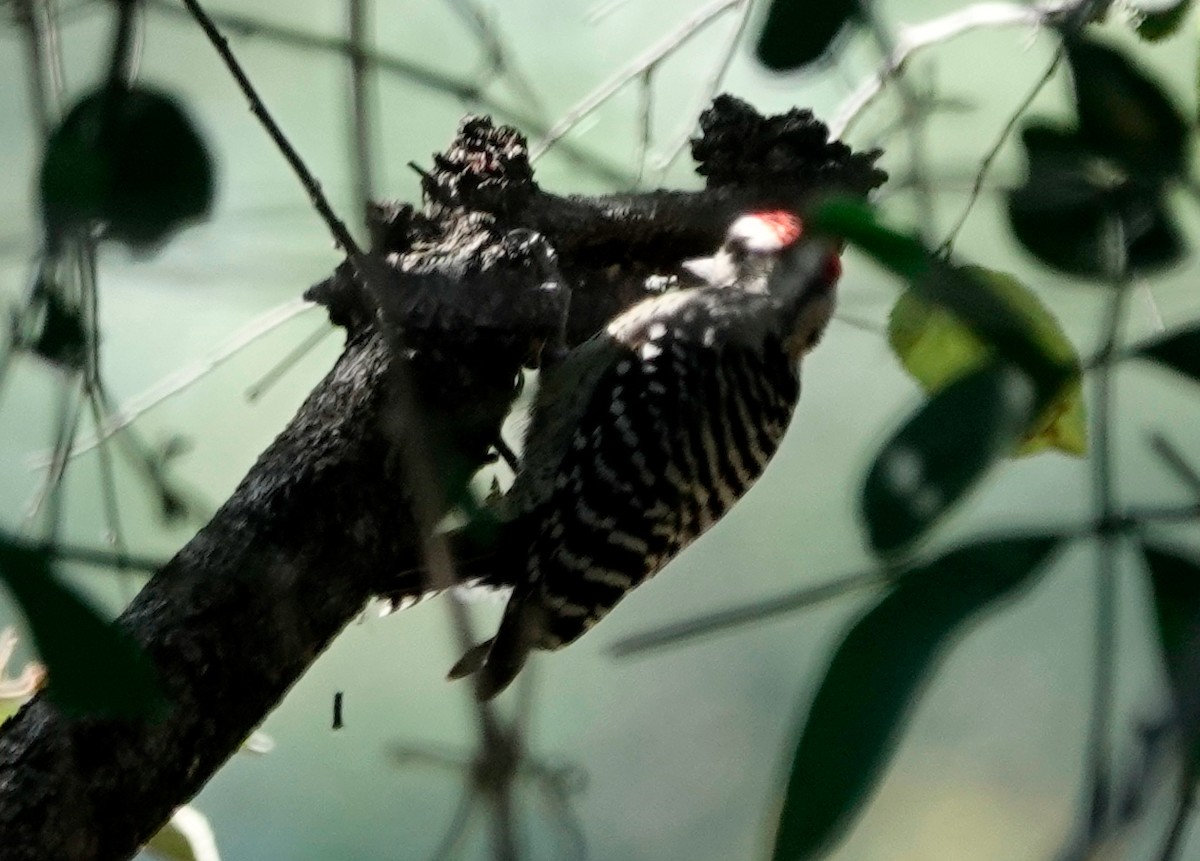 Ladder-backed Woodpecker - ML611286103