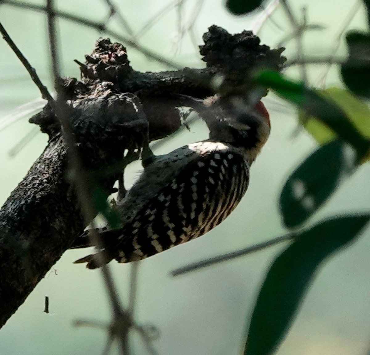 Ladder-backed Woodpecker - ML611286104