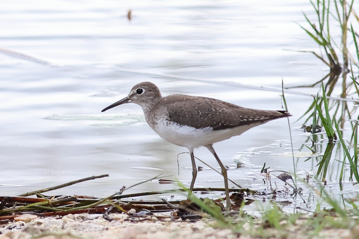 Solitary Sandpiper - ML611286168