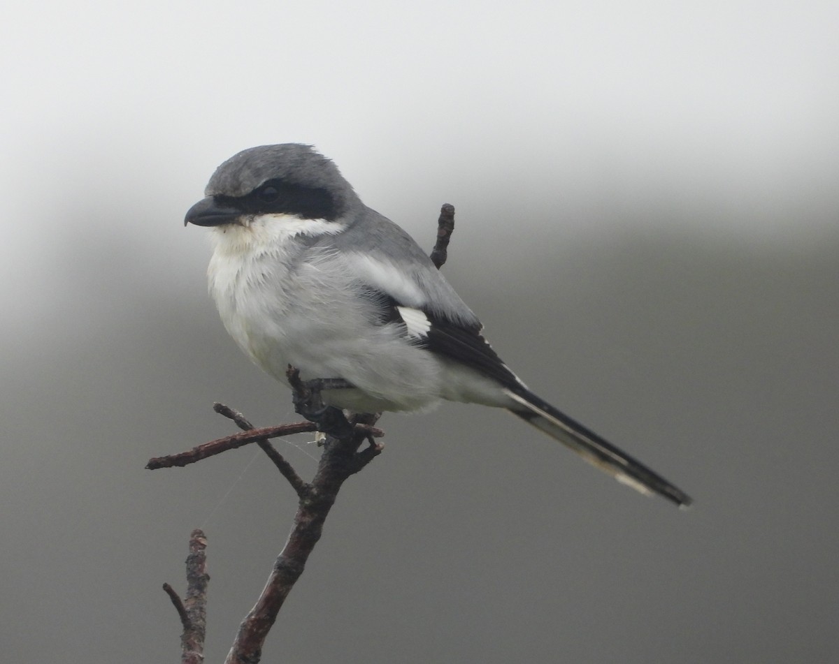 Loggerhead Shrike - ML611286169