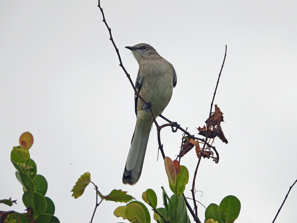 Northern Mockingbird - ML611286205