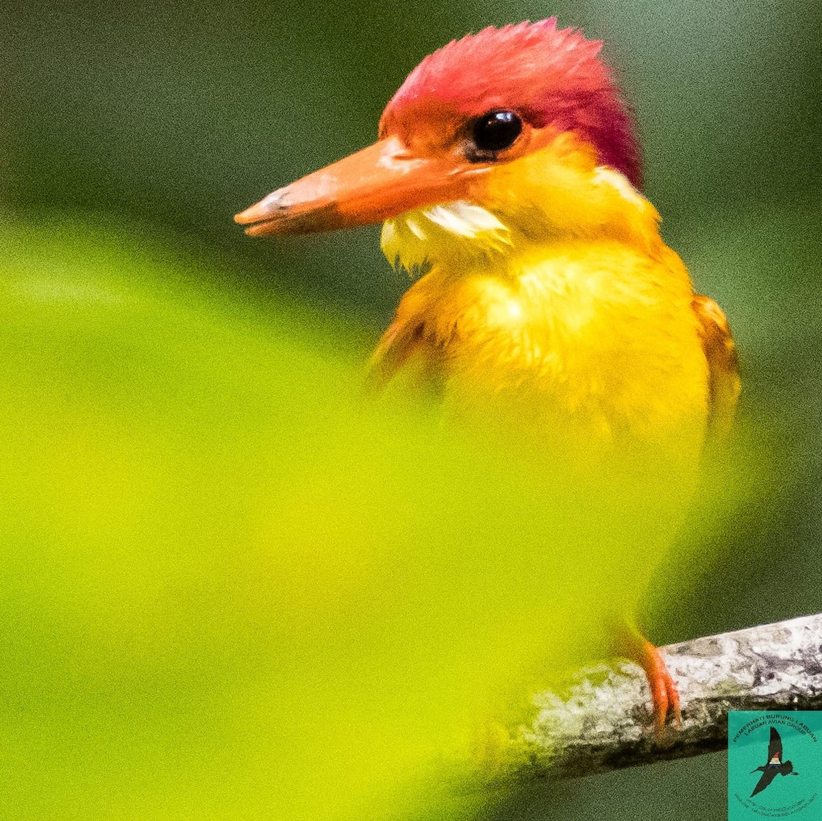 Rufous-backed Dwarf-Kingfisher - ML611286270