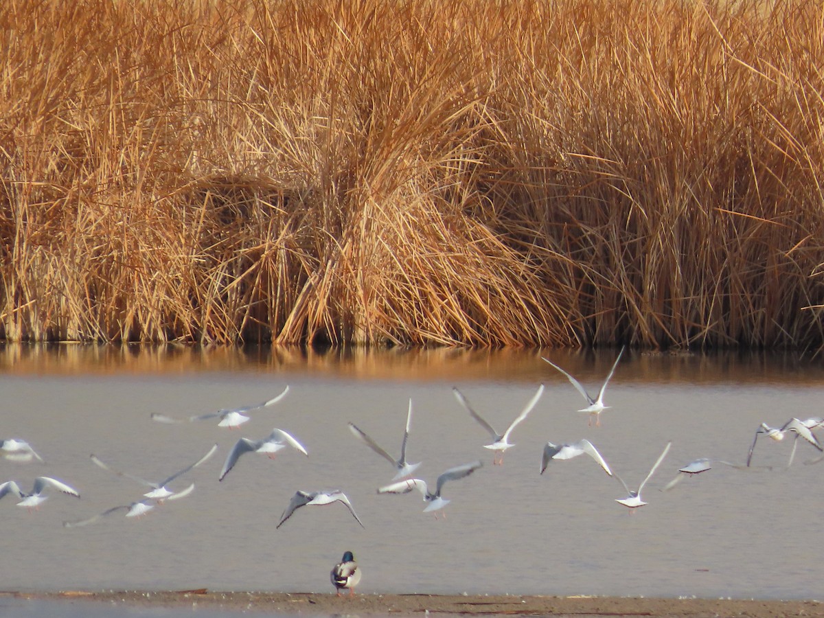 Bonaparte's Gull - Dave Hawksworth