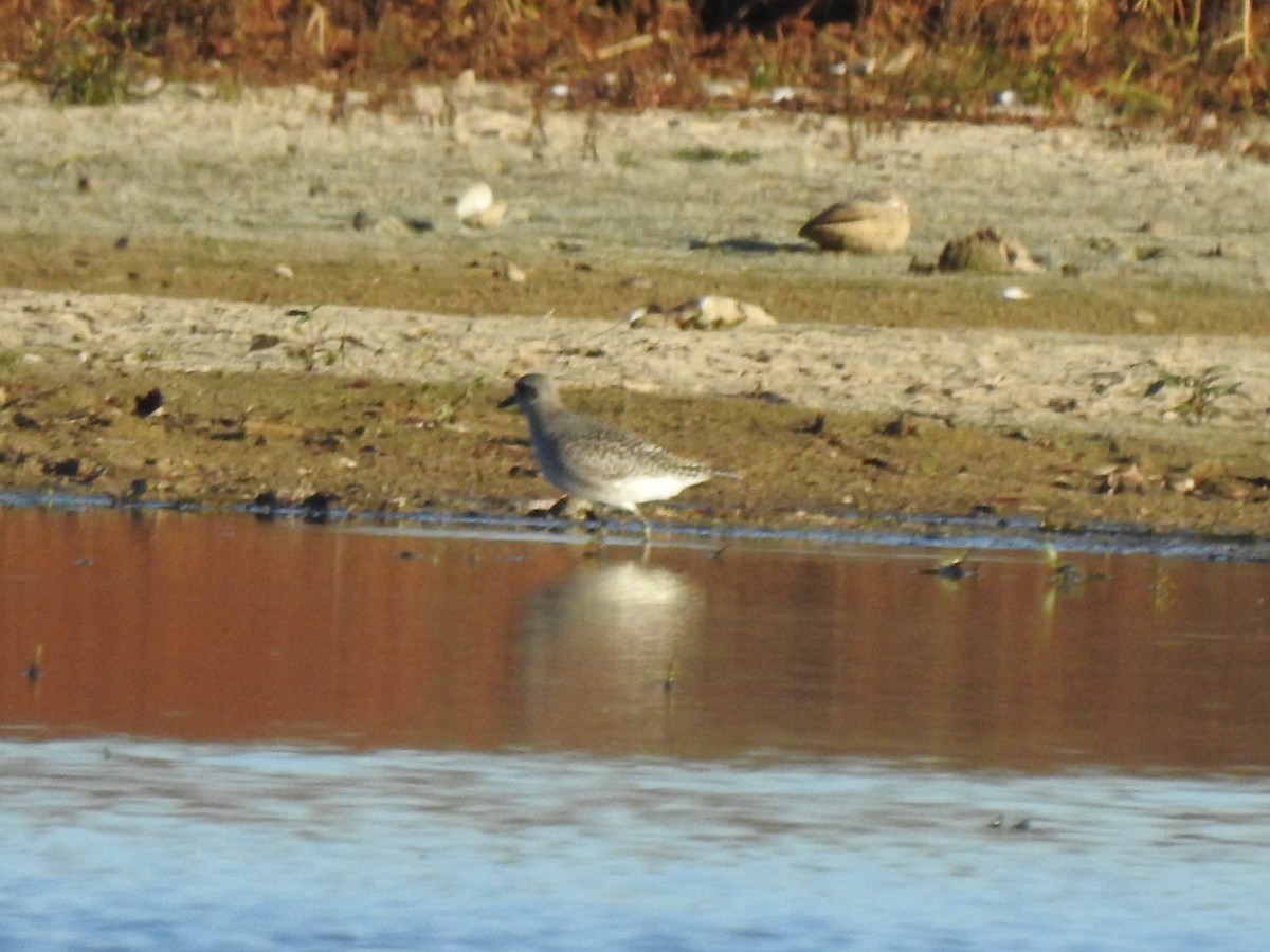 Black-bellied Plover - ML611286416