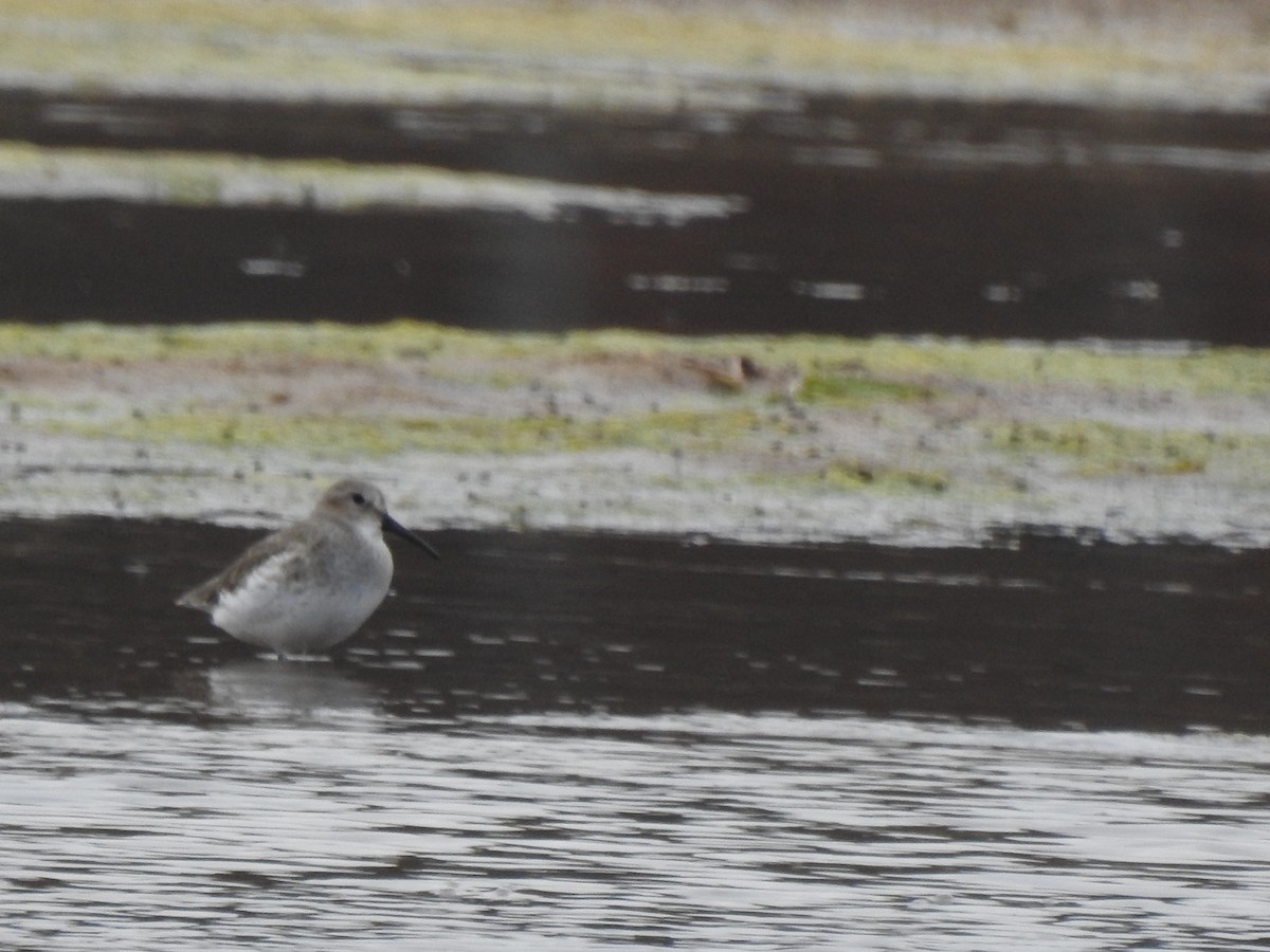 Dunlin - ML611286452