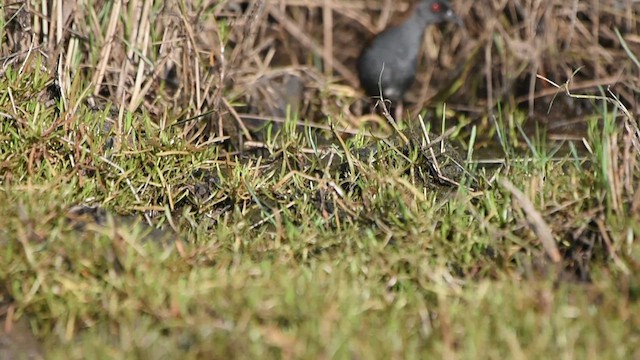 Dot-winged Crake - ML611286485