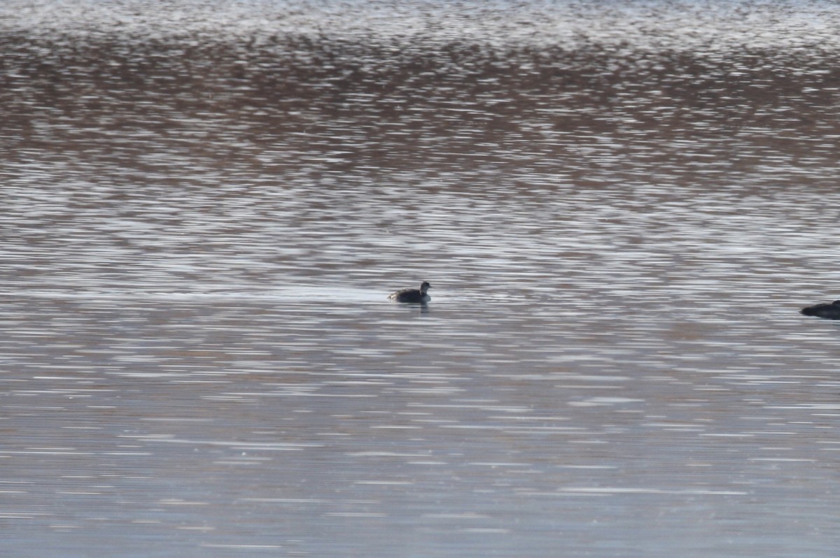 Common Loon - Camden Bruner