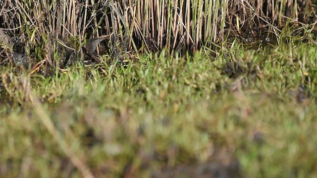 Dot-winged Crake - ML611286519