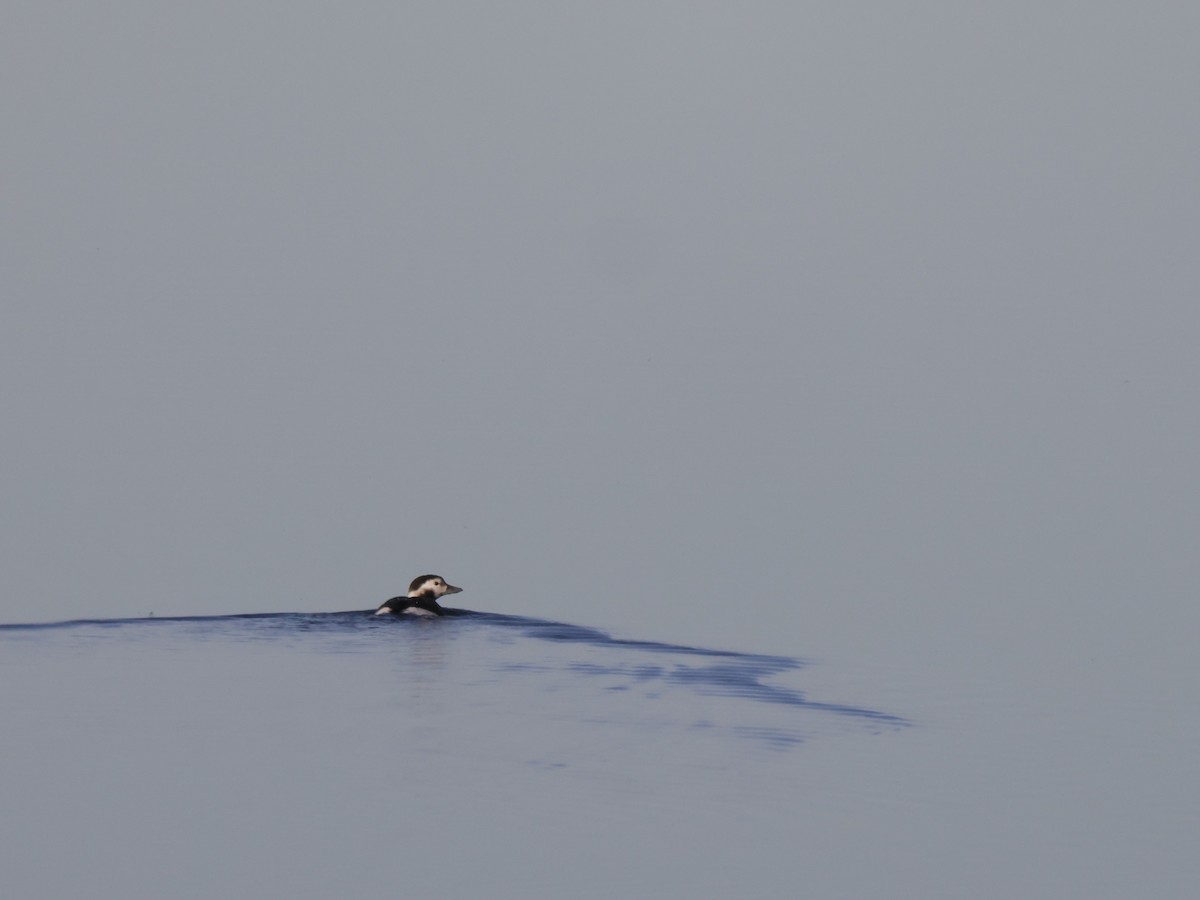 Long-tailed Duck - ML611286580