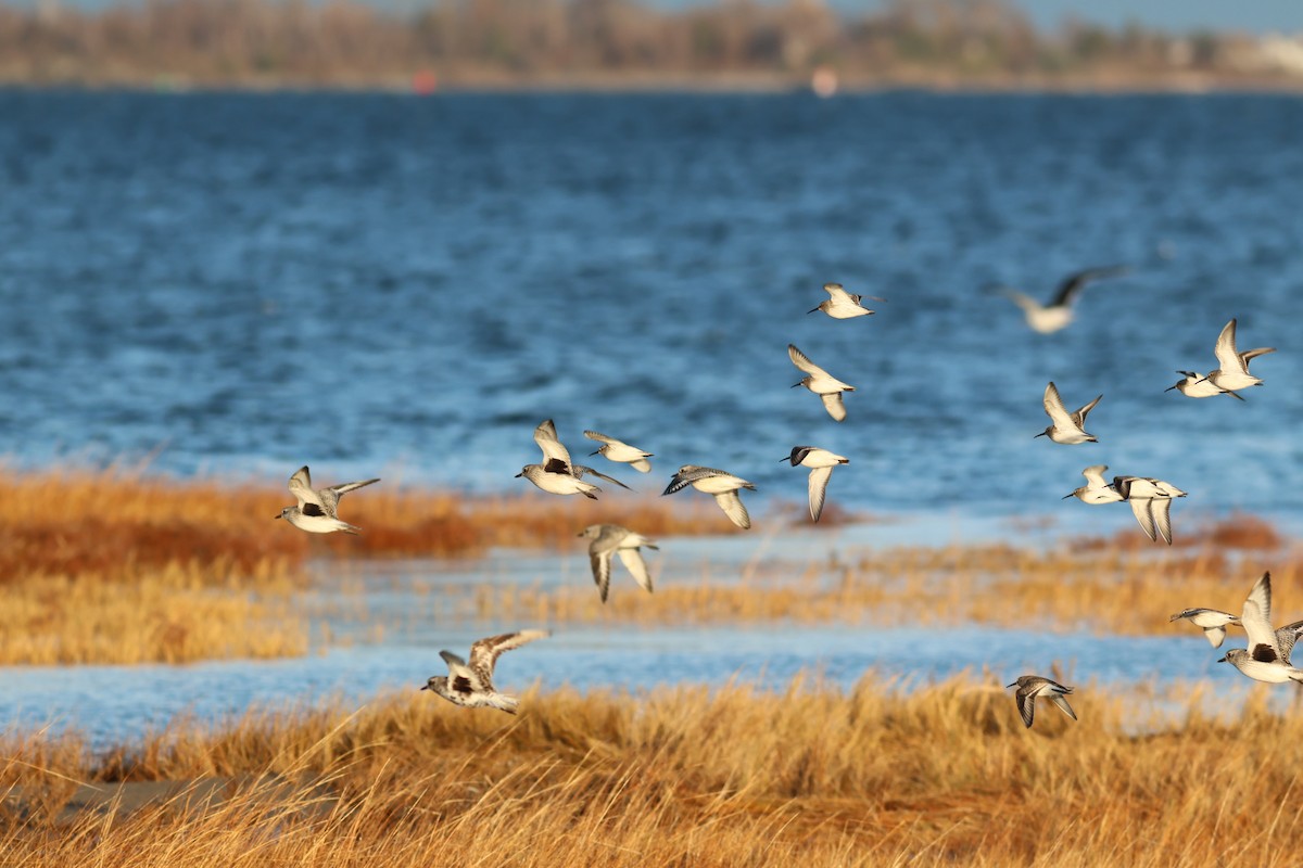 Black-bellied Plover - Josh Bock