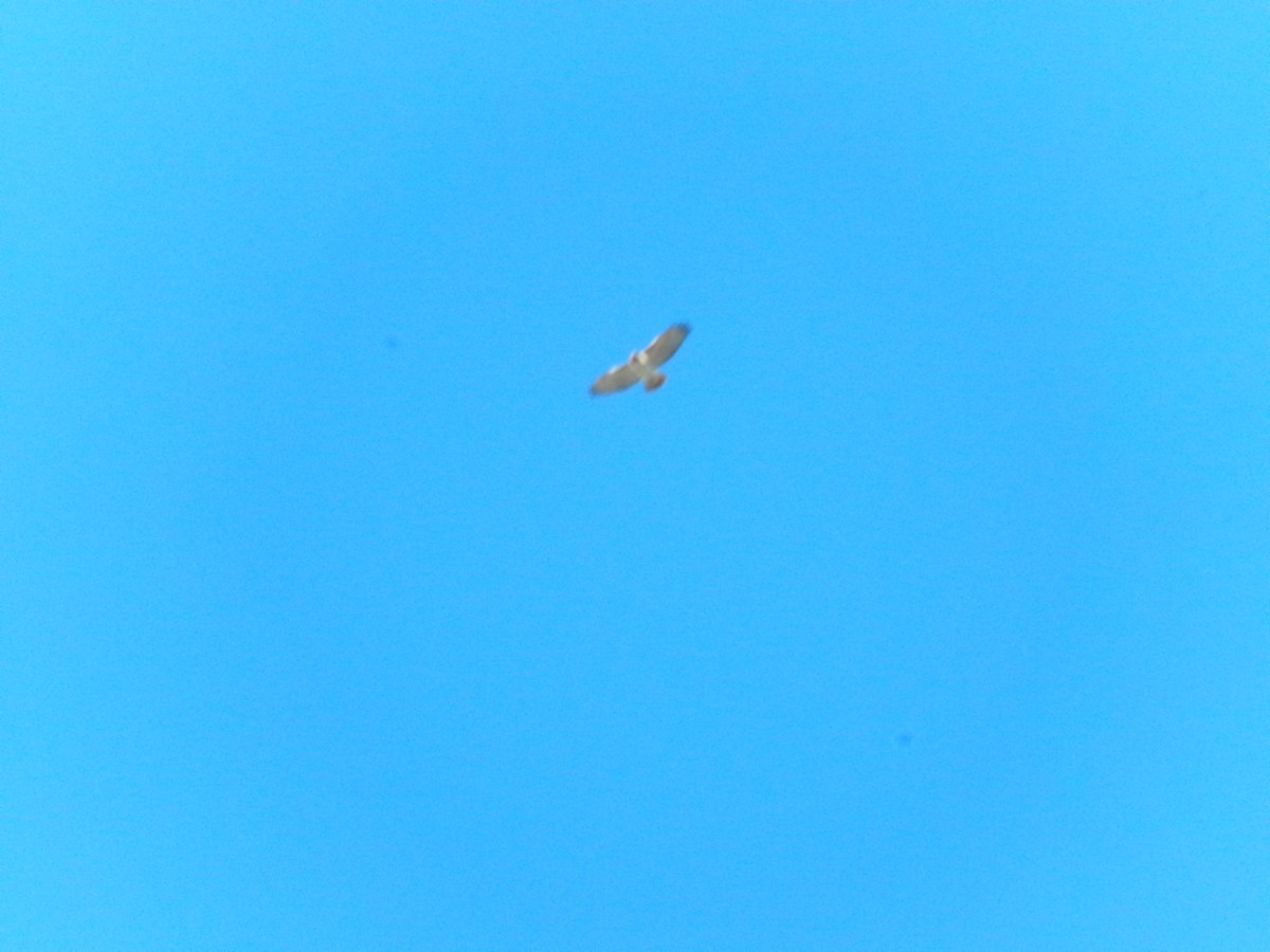 Red-tailed Hawk - ML611286625