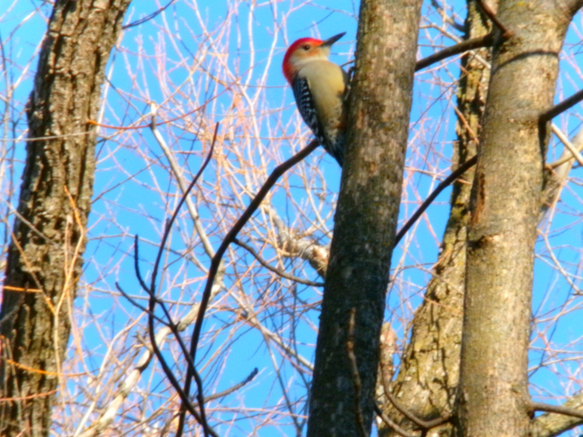 Red-bellied Woodpecker - ML611286636