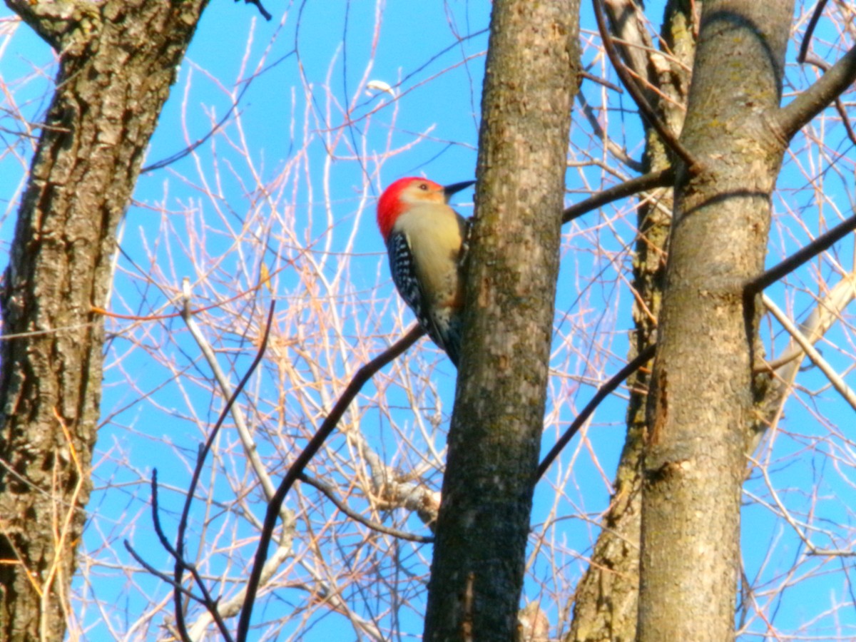 Red-bellied Woodpecker - ML611286637