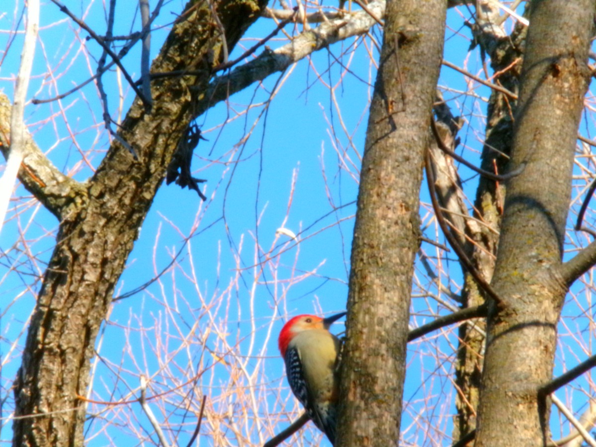 Red-bellied Woodpecker - ML611286638