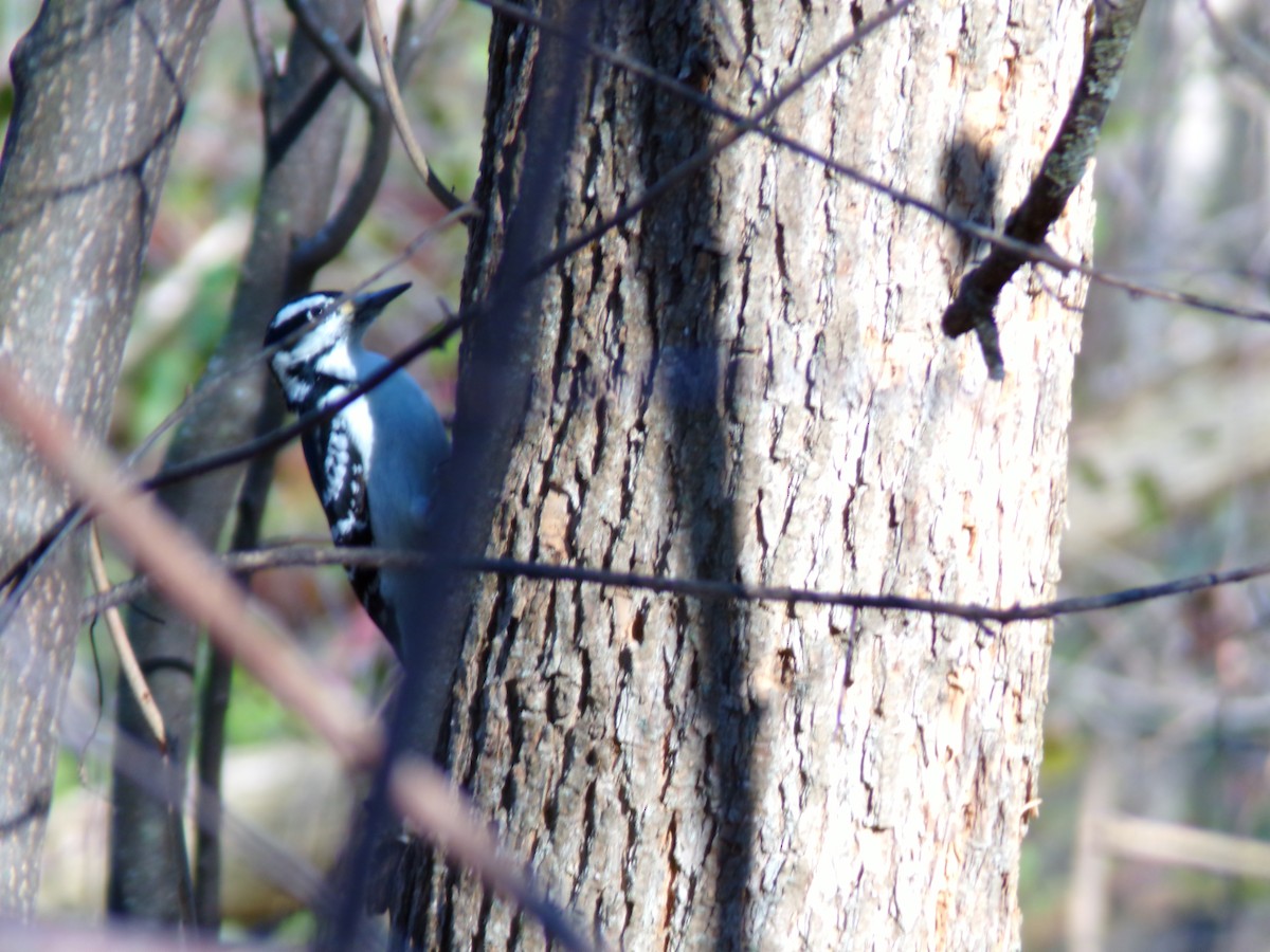 Hairy Woodpecker - ML611286652