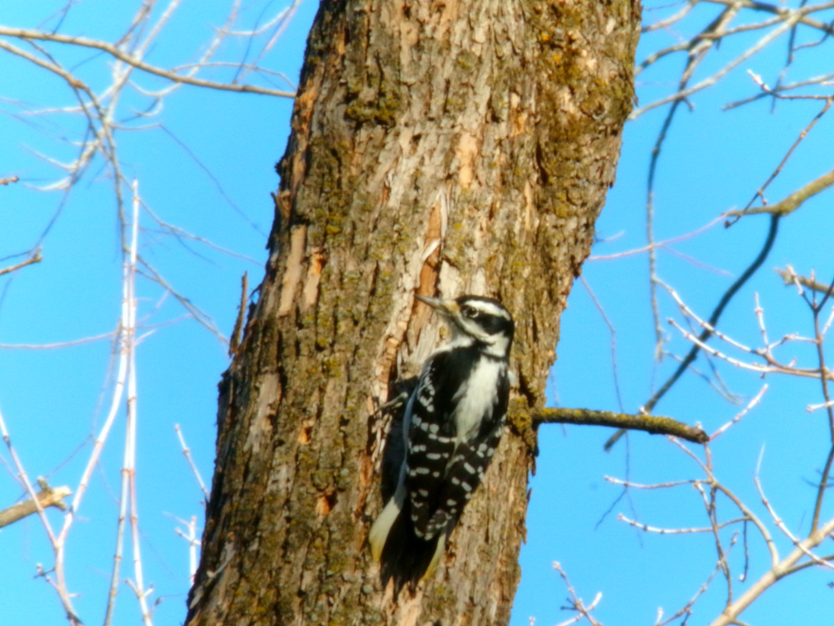 Hairy Woodpecker - ML611286653