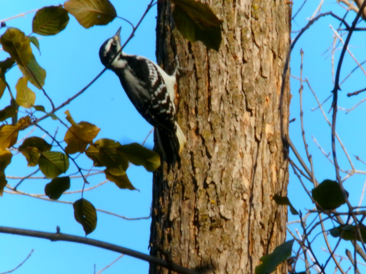 Hairy Woodpecker - ML611286654