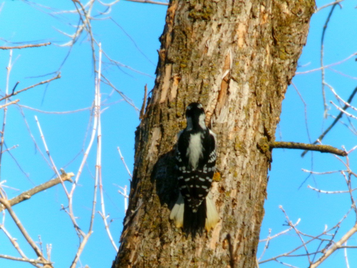 Hairy Woodpecker - ML611286655