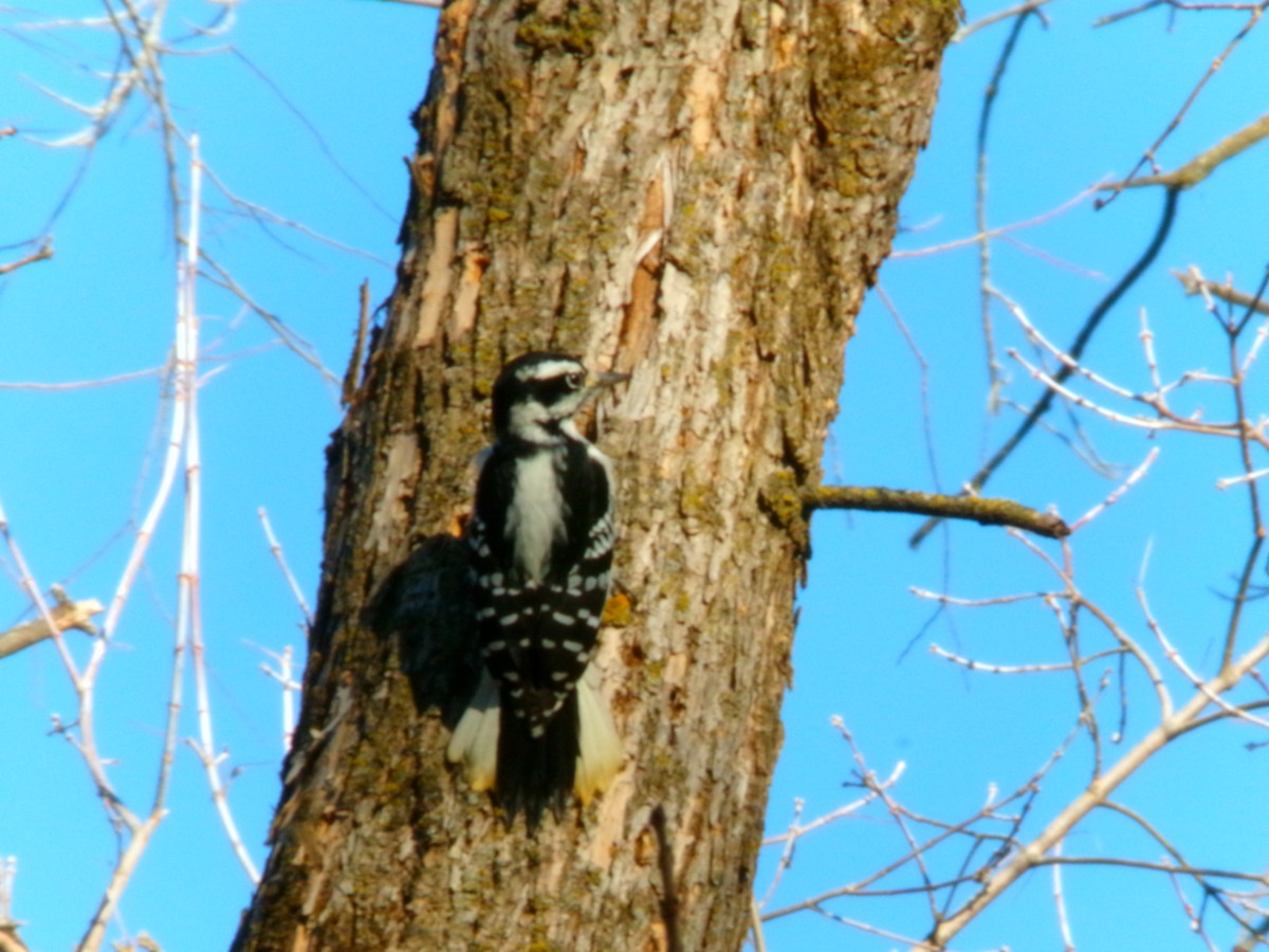 Hairy Woodpecker - ML611286656