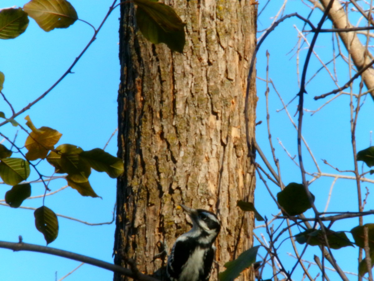 Hairy Woodpecker - ML611286658