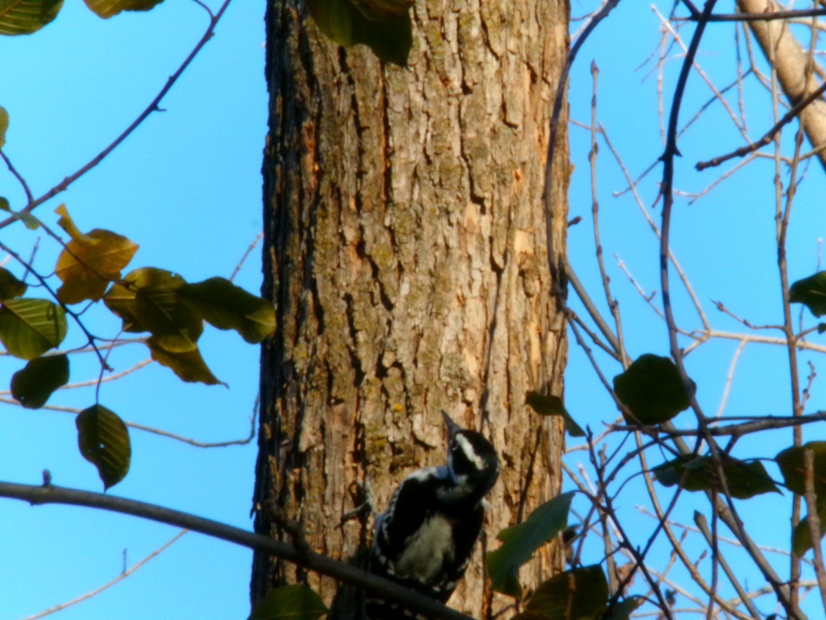 Hairy Woodpecker - ML611286660