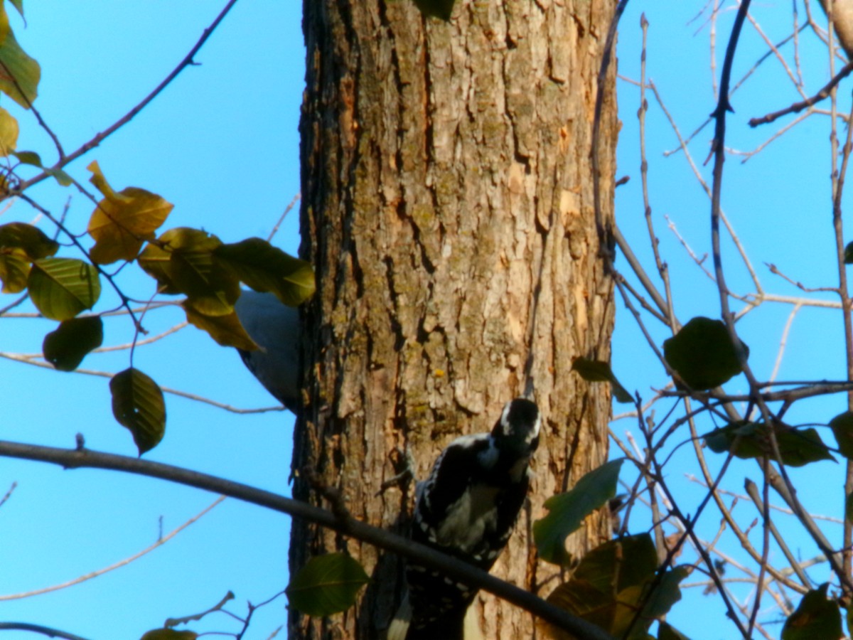 Hairy Woodpecker - ML611286661