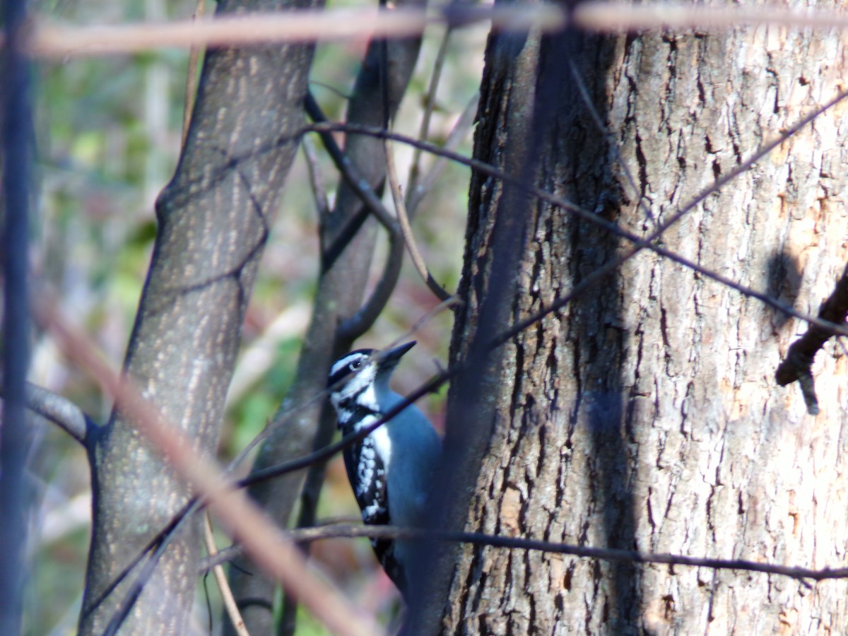 Hairy Woodpecker - ML611286662
