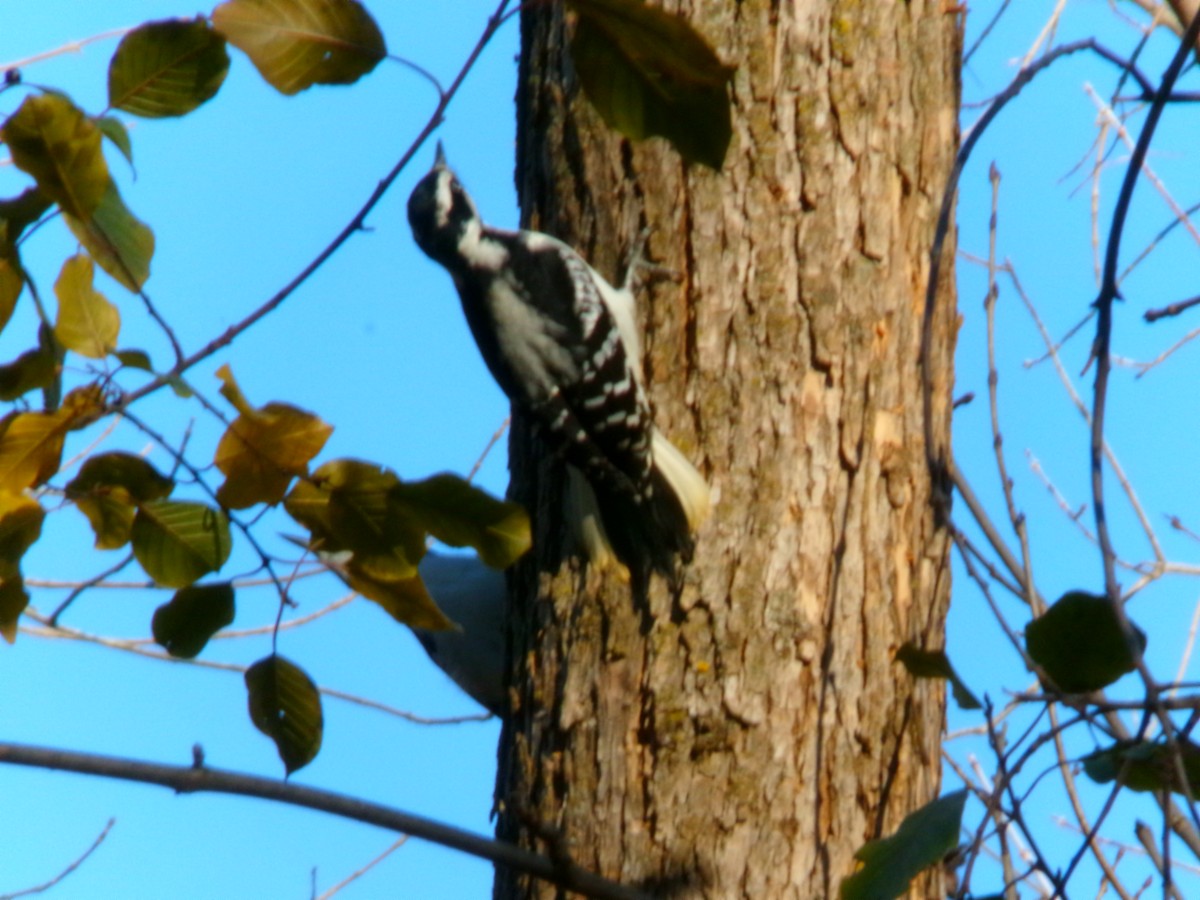 Hairy Woodpecker - ML611286663