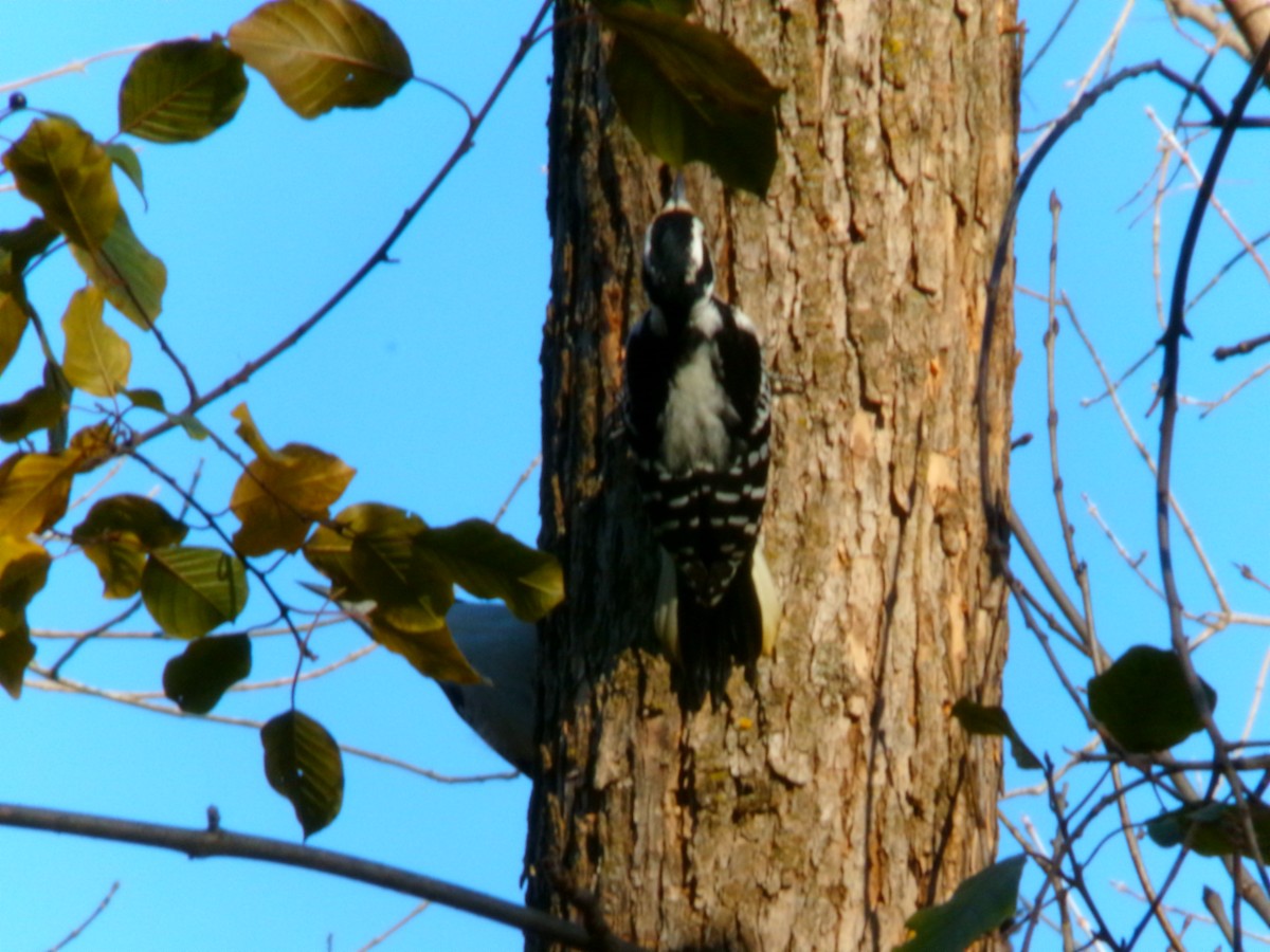 Hairy Woodpecker - ML611286664