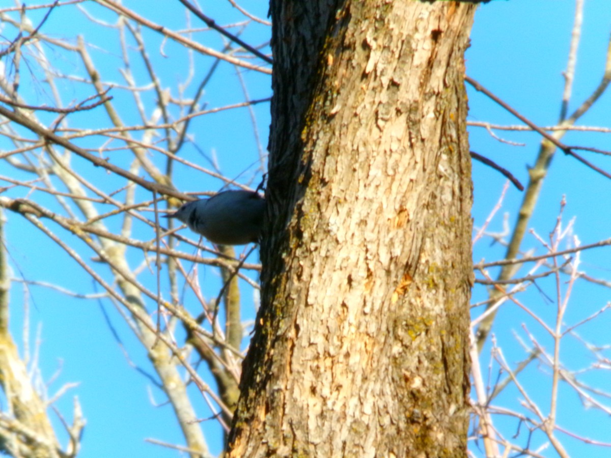 White-breasted Nuthatch - ML611286665
