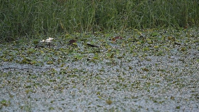 Baillon's Crake - ML611286689