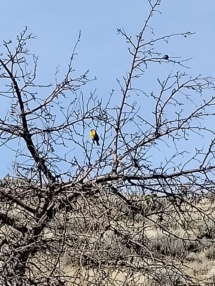 Bullock's Oriole - Shari Kearney