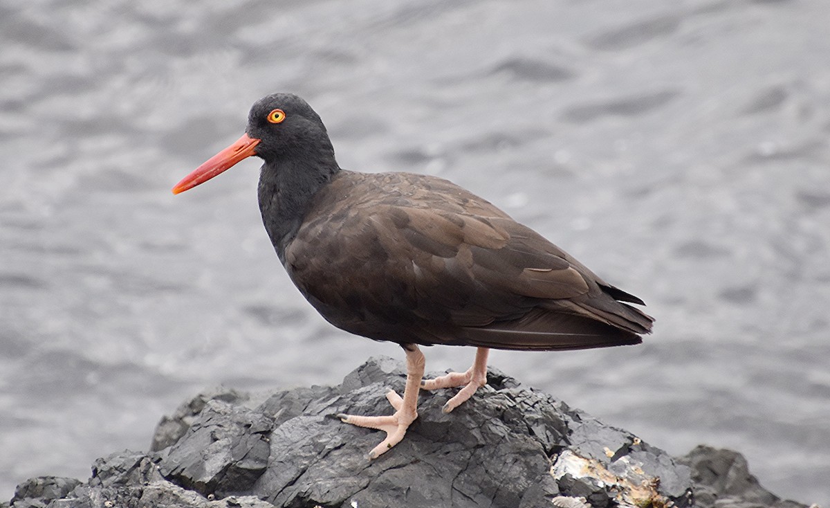 Black Oystercatcher - ML611286767